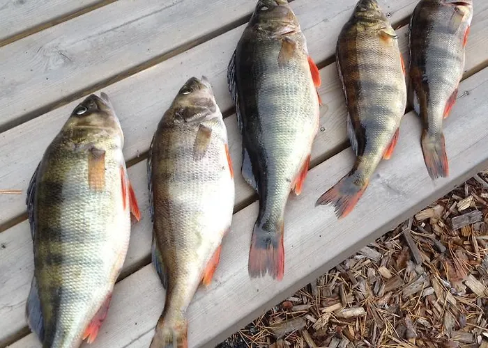 וילה Ankkuri Raijan Aitta מיקלי